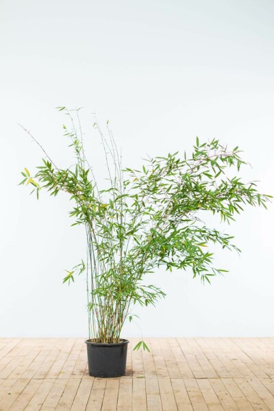 Bambou / Fargesia Murielae Jumbo 150-175 cm
