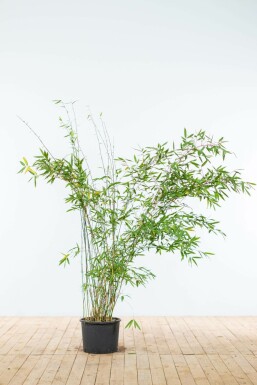 Bambou / Fargesia Murielae Jumbo 150-175 cm