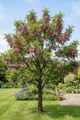 Robinia margaretta 'Casque Rouge' Baliveau