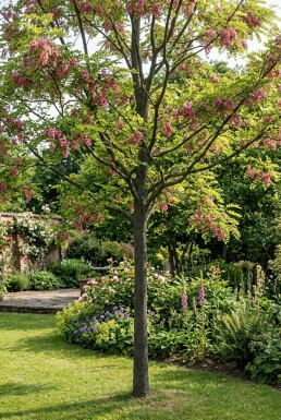 Robinia margaretta 'Casque Rouge' Baliveau