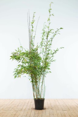 Bambou / Fargesia Murielae Jumbo 175-200 cm