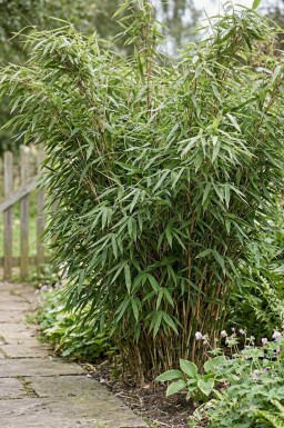 Bambou / Fargesia Murielae Jumbo 175-200 cm - Pot