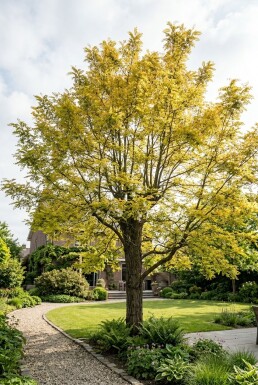 Robinia pseudoacacia 'Frisia' Baliveau