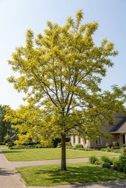 Robinia pseudoacacia 'Frisia' Baliveau