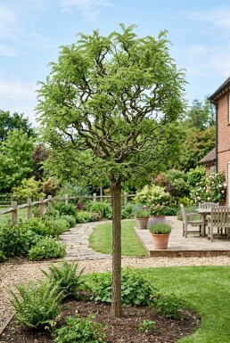 Robinia pseudoacacia 'Lace Lady' Demi-tige