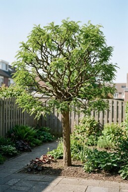 Robinia pseudoacacia 'Lace Lady' Demi-tige
