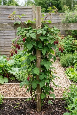 Rubus loganobaccus sur tuteur