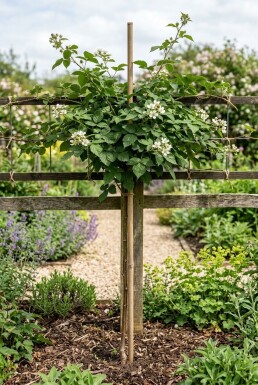 Rubus 'Boysenberry' Tige