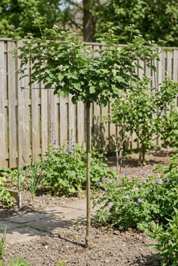 Rubus 'Boysenberry' Tige