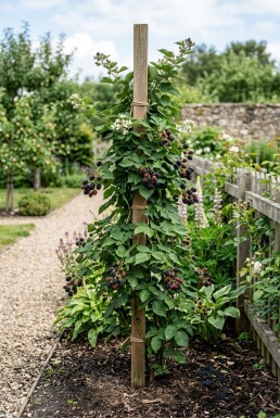 Rubus fruticosus 'Black Satin' Tuteur