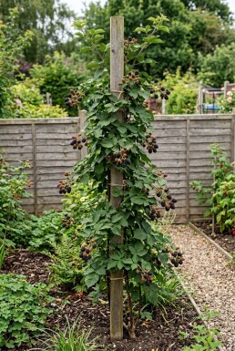 Rubus fruticosus 'Himalaya' tuteuré