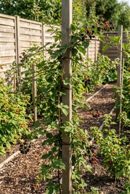 Rubus fruticosus 'Himalaya' tuteuré