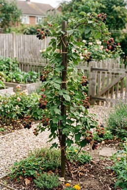 Rubus fruticosus 'Jumbo' Tuteur