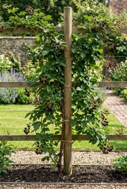 Rubus fruticosus 'Loch Ness' Sur tuteur