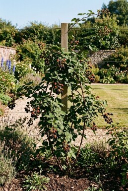 Rubus fruticosus 'Loch Ness' Sur tuteur