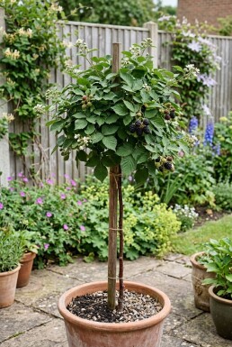 Rubus fruticosus 'Reuben' tuteuré