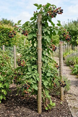 Rubus fruticosus 'Thornfree' sur tige