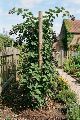 Rubus fruticosus 'Thornfree' sur tige