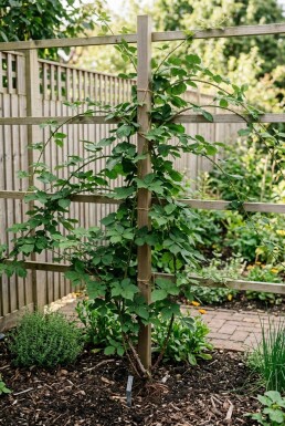 Rubus fruticosus 'Thornless Evergreen' Tuteur