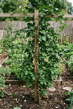 Rubus fruticosus 'Thornless Evergreen' Tuteur