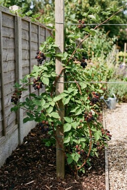 Rubus fruticosus 'Triple Crown' Tuteur