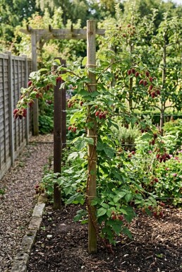 Rubus loganobaccus 'Loganberry' tuteuré