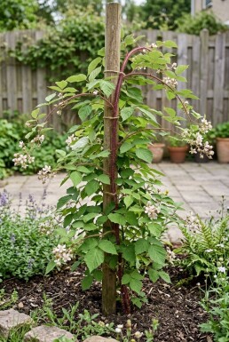 Rubus phoenicolasius tuteuré