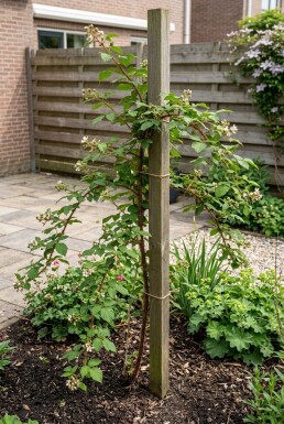 Rubus phoenicolasius tuteuré