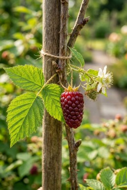 Rubus 'Tayberry' sur tige 40 cm C2