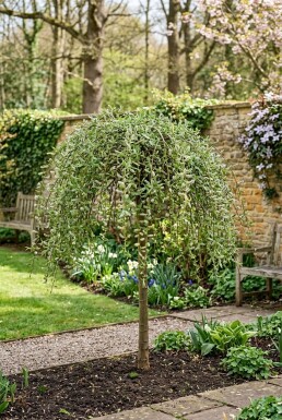 Salix caprea 'Kilmarnock' demi-tige