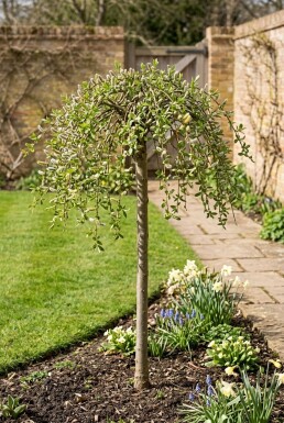 Salix caprea 'Kilmarnock' demi-tige