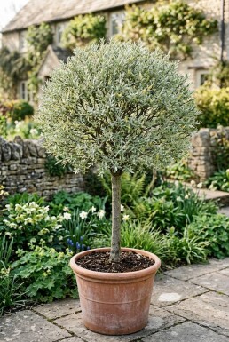Salix helvetica sur tige