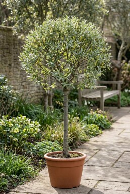 Salix helvetica sur tige
