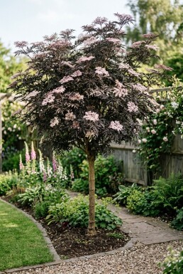 Sambucus nigra 'Black Lace' Demi-tige