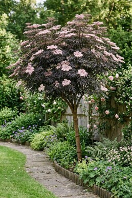 Sambucus nigra 'Black Lace' Demi-tige