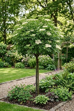 Sambucus nigra 'Korsør' Tige