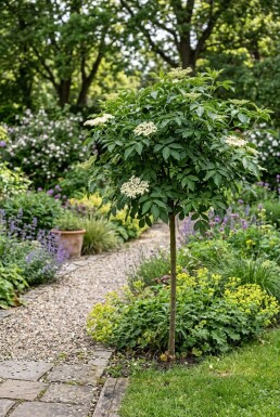 Sambucus nigra 'Korsør' Tige