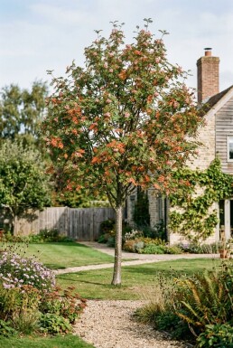Sorbus arnoldiana 'Pink Veil' Demi-tige