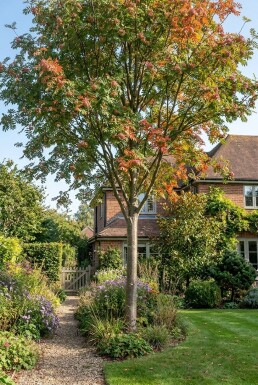 Sorbus arnoldiana 'Pink Veil' Demi-tige