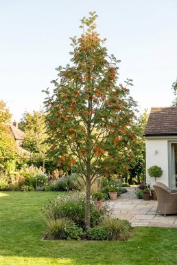 Sorbus aucuparia 'Autumn Spire' demi-tige