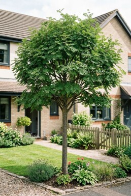 Sorbus 'Red Robin' Demi-tige