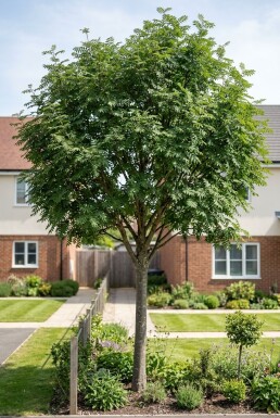 Sorbus 'Red Robin' Demi-tige