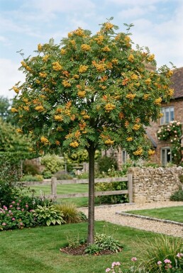 Sorbus 'Sunshine' sur tige
