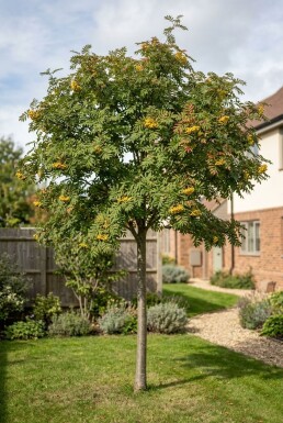 Sorbus 'Sunshine' sur tige