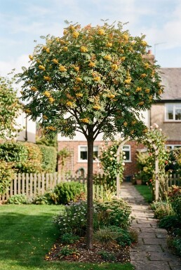 Sorbus 'Sunshine' Demi-tige