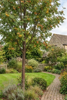 Sorbus 'Sunshine' Demi-tige