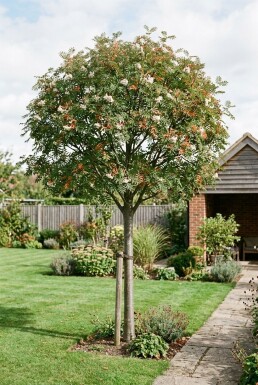 Sorbus 'White Magic' Demi-tige