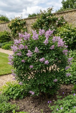 Syringa meyeri 'Palibin'