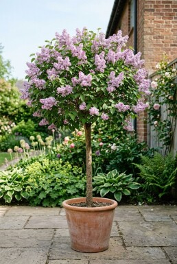Syringa meyeri 'Palibin' sur tige