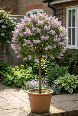 Syringa meyeri 'Palibin' sur tige